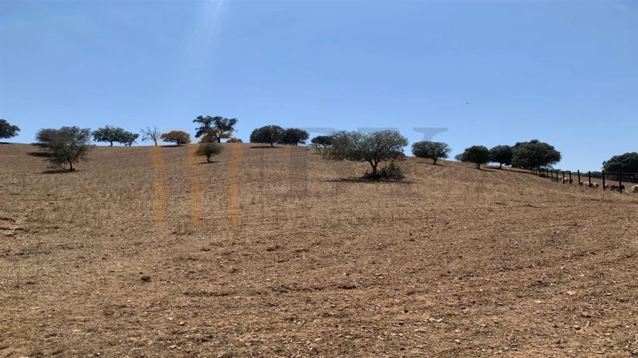 Terreno Agricola ou Rústico para Venda em Santana de Cambas Foto 8