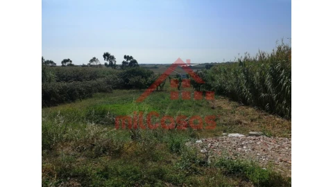 Terreno para Venda em Silveira