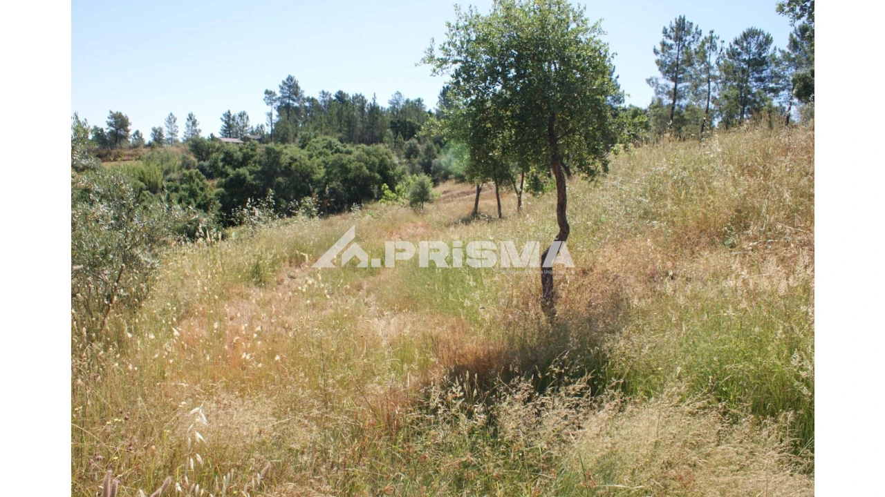 Terreno para Venda em Sarzedas Foto 5