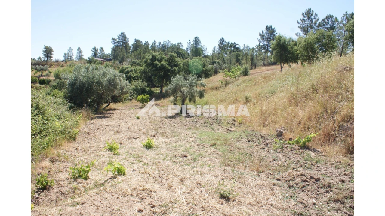 Terreno para Venda em Sarzedas Foto 21