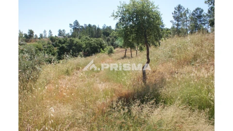 Terreno para Venda em Sarzedas