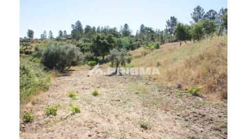 Terreno para Venda em Sarzedas