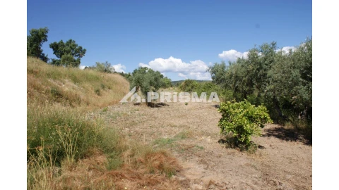 Terreno para Venda em Sarzedas