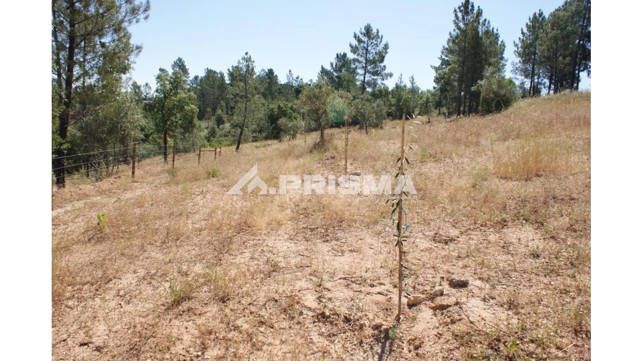 Terreno para Venda em Sarzedas Foto 11