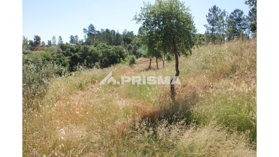 Terreno para Venda em Sarzedas Foto 5