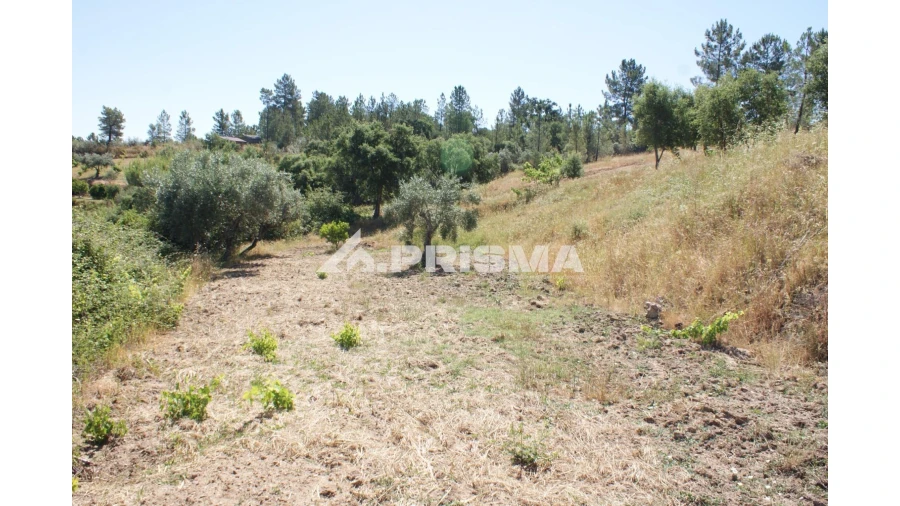 Terreno para Venda em Sarzedas Foto 21