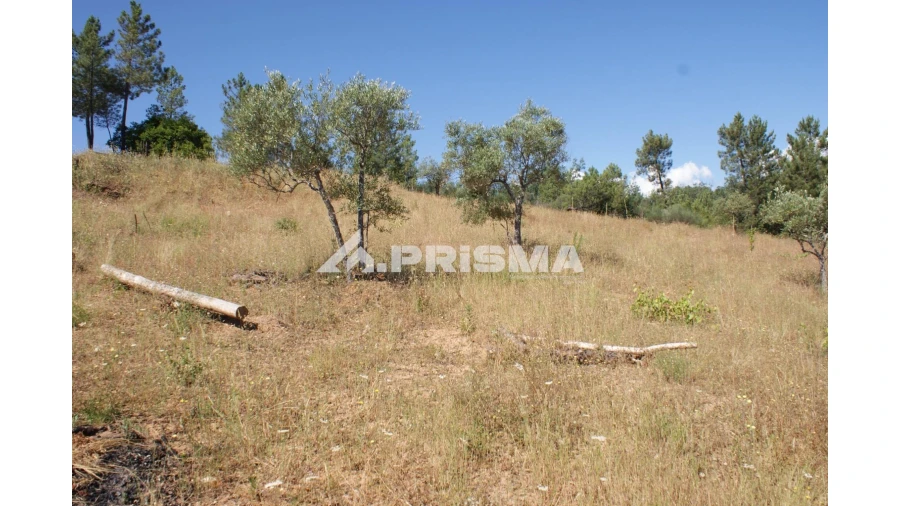 Terreno para Venda em Sarzedas Foto 20