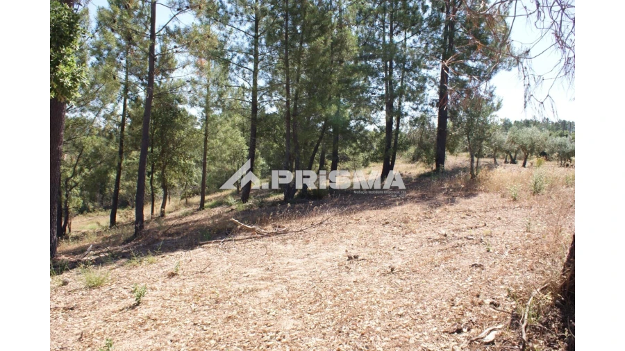 Terreno para Venda em Sarzedas Foto 16