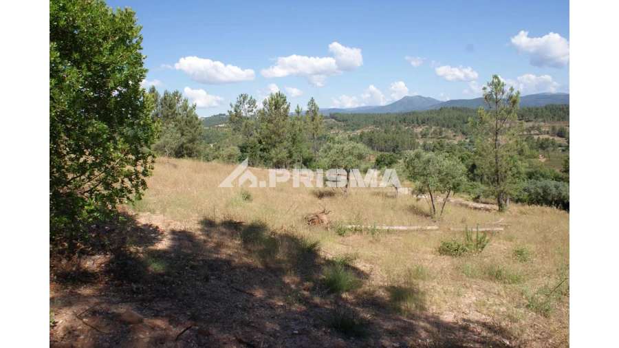 Terreno para Venda em Sarzedas Foto 19