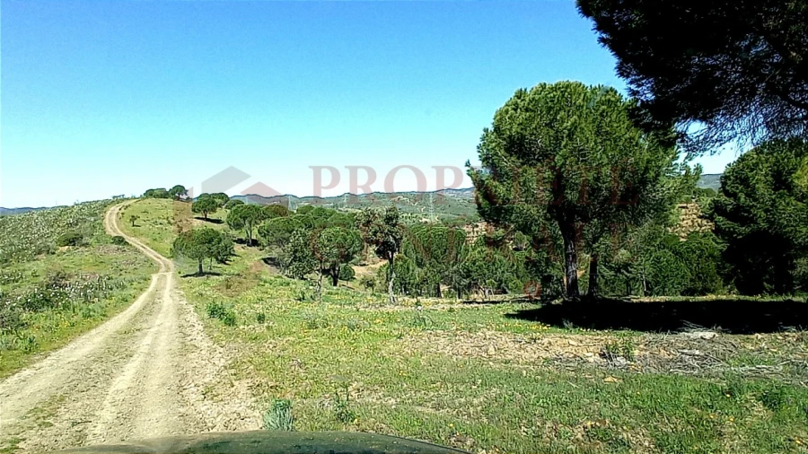 Terreno Misto para Venda em São Bartolomeu de Messines Foto 16