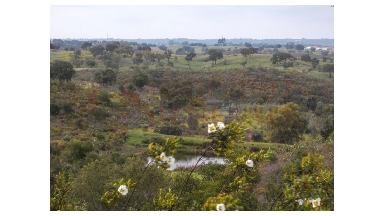 Quinta para Venda em Serpa (Salvador e Santa Maria) Foto 2