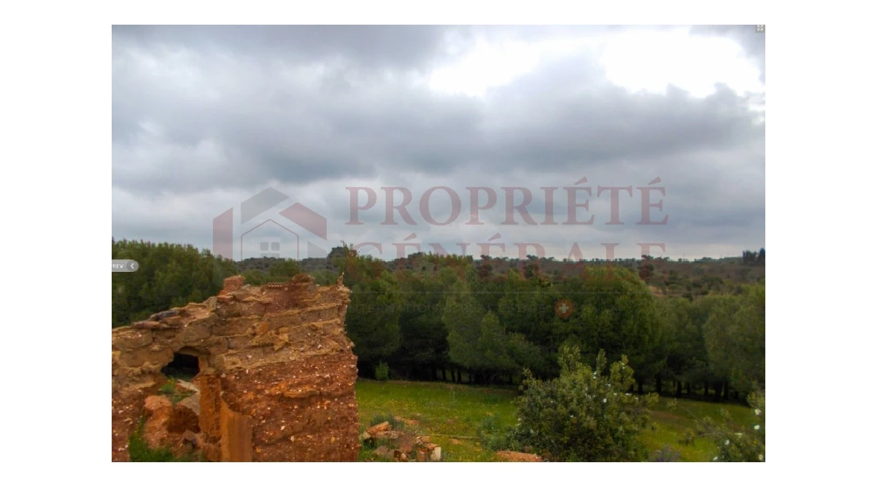 Quinta para Venda em Serpa (Salvador e Santa Maria) Foto 4