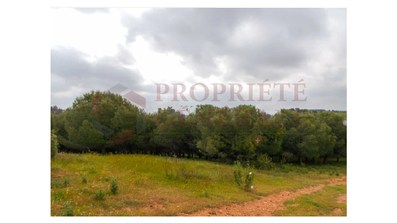 Quinta para Venda em Serpa (Salvador e Santa Maria) Foto 13