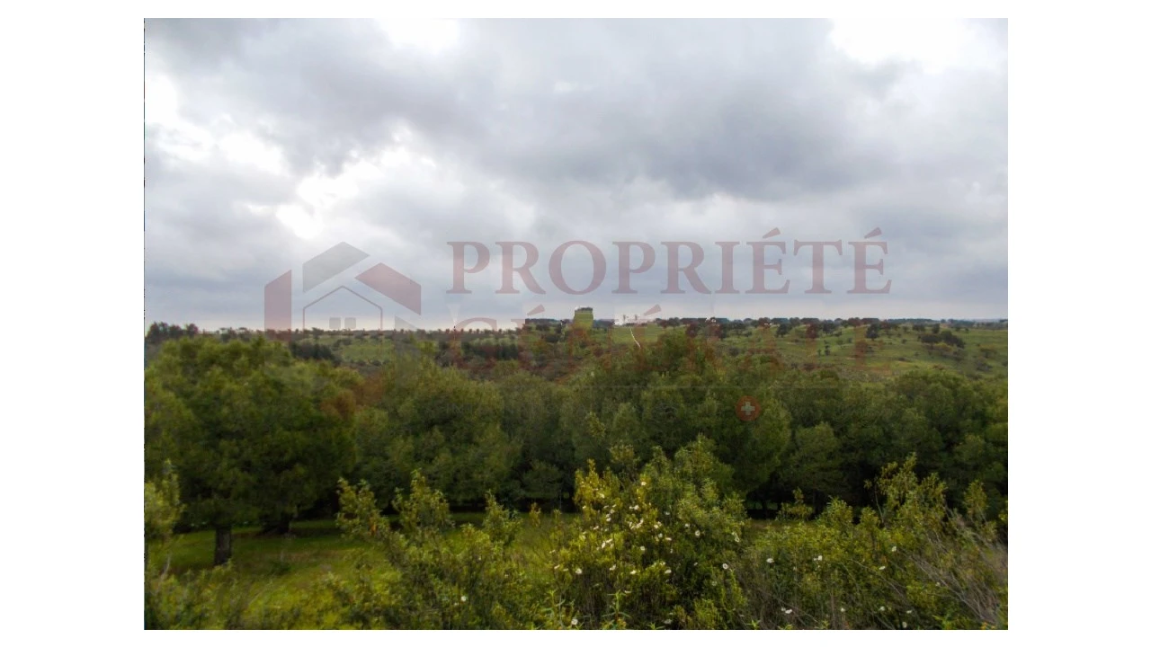 Quinta para Venda em Serpa (Salvador e Santa Maria) Foto 18