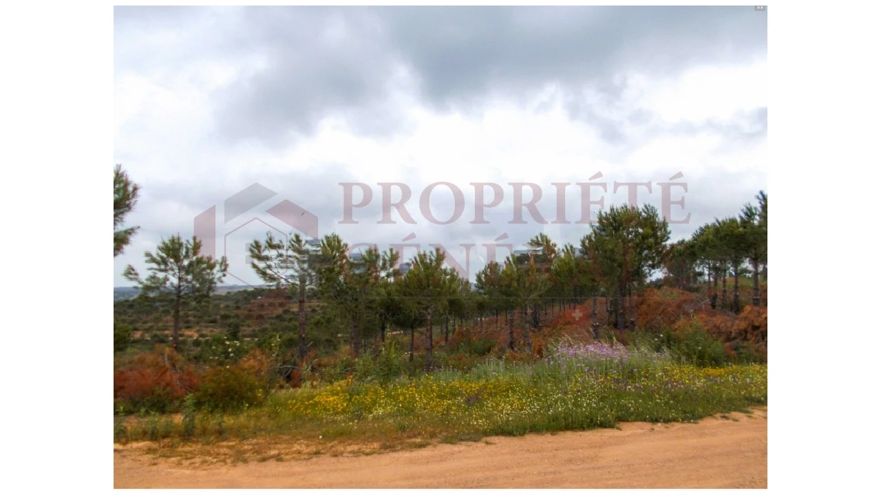 Quinta para Venda em Serpa (Salvador e Santa Maria) Foto 19