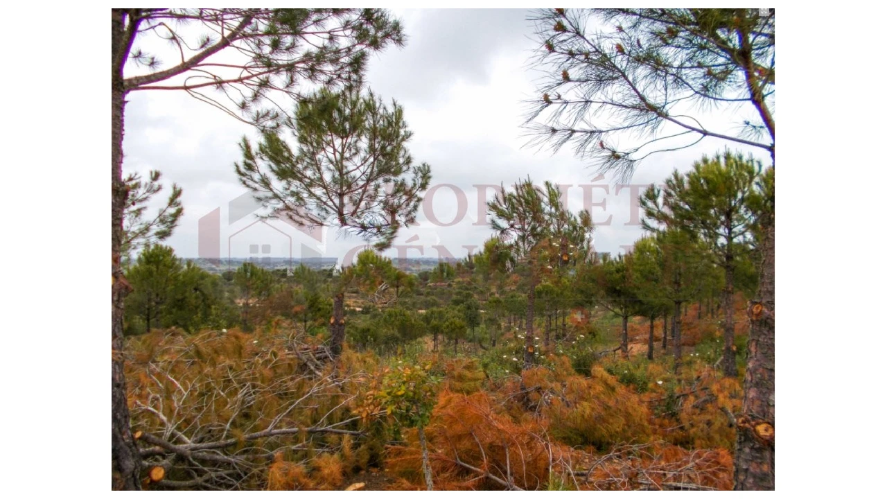 Quinta para Venda em Serpa (Salvador e Santa Maria) Foto 20
