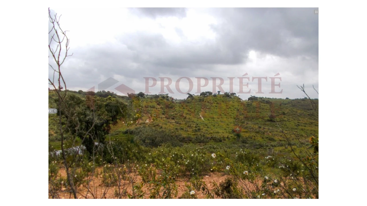 Quinta para Venda em Serpa (Salvador e Santa Maria) Foto 22