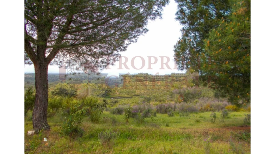 Quinta para Venda em Serpa (Salvador e Santa Maria) Foto 8