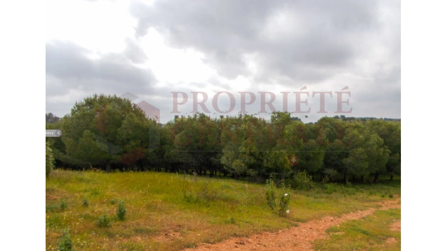 Quinta para Venda em Serpa (Salvador e Santa Maria) Foto 10