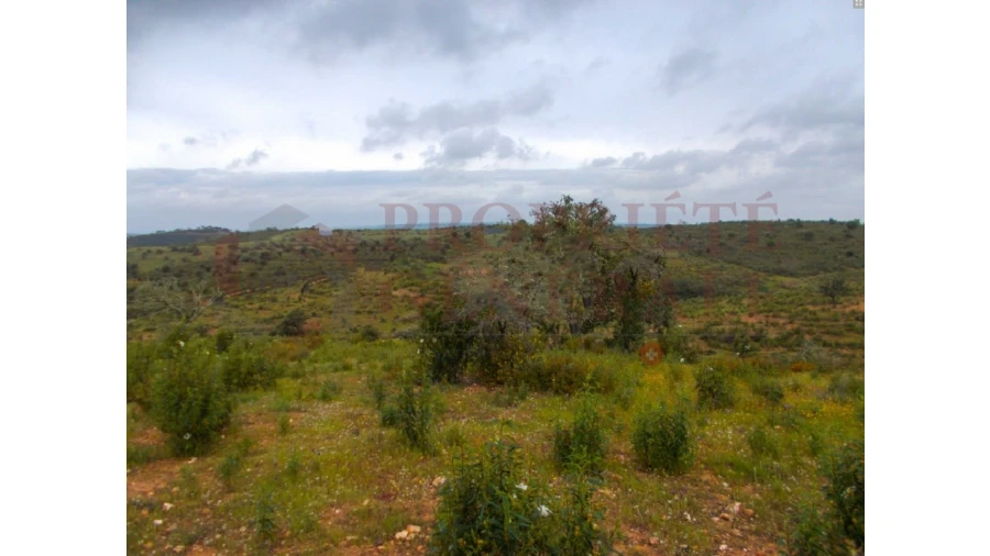 Quinta para Venda em Serpa (Salvador e Santa Maria) Foto 15