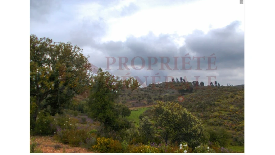 Quinta para Venda em Serpa (Salvador e Santa Maria) Foto 16