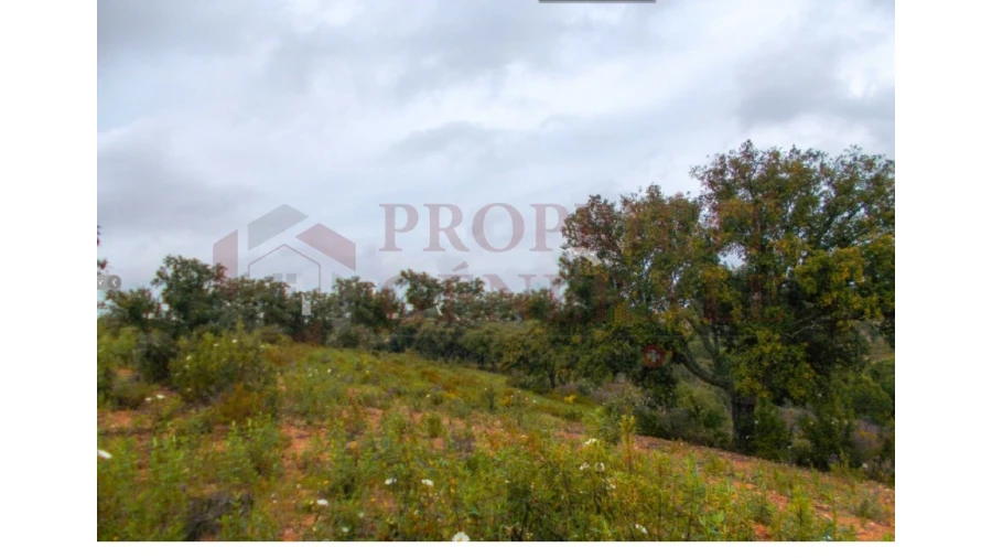 Quinta para Venda em Serpa (Salvador e Santa Maria) Foto 17