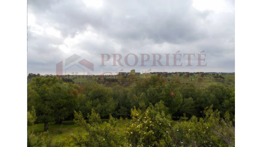 Quinta para Venda em Serpa (Salvador e Santa Maria) Foto 18