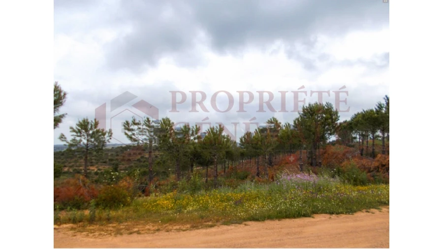 Quinta para Venda em Serpa (Salvador e Santa Maria) Foto 19