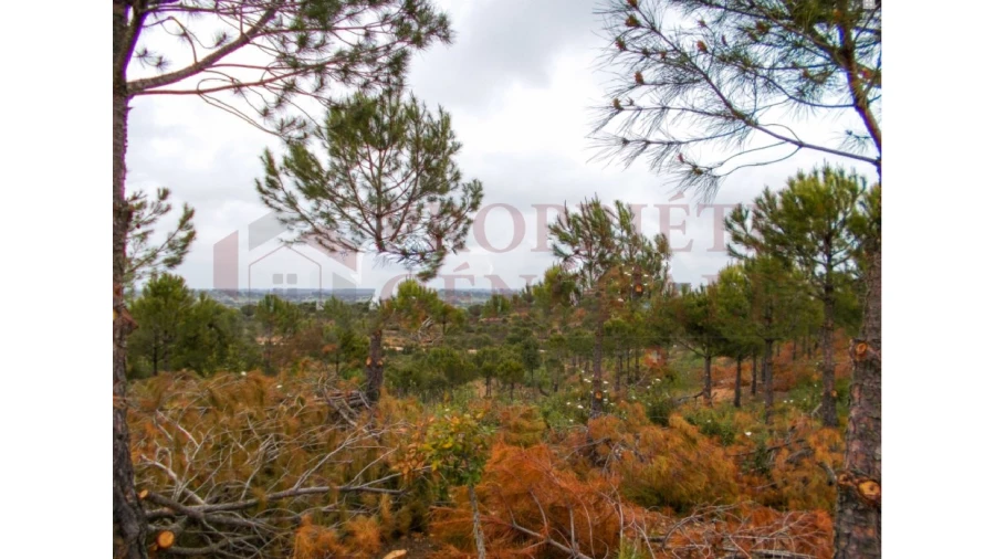 Quinta para Venda em Serpa (Salvador e Santa Maria) Foto 20