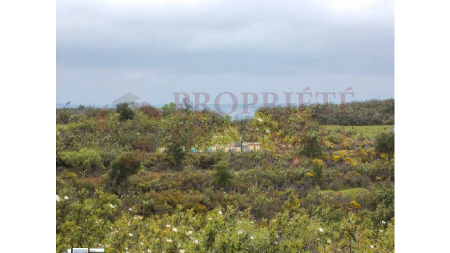 Quinta para Venda em Serpa (Salvador e Santa Maria) Foto 21