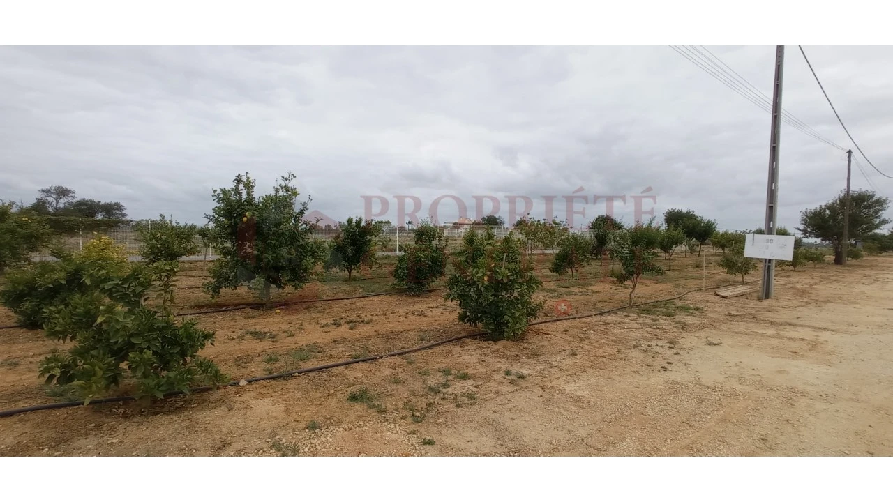 Negócio para Venda em Guia Foto 5