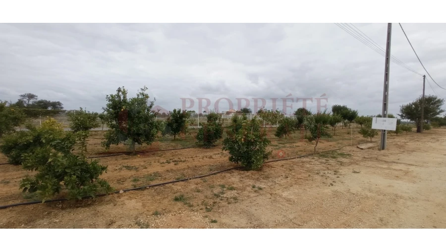 Negócio para Venda em Guia Foto 5