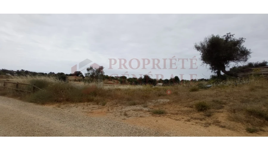 Negócio para Venda em Guia Foto 7