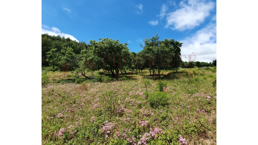 Terreno Agricola ou Rústico para Venda em Arruda dos Vinhos Foto 6