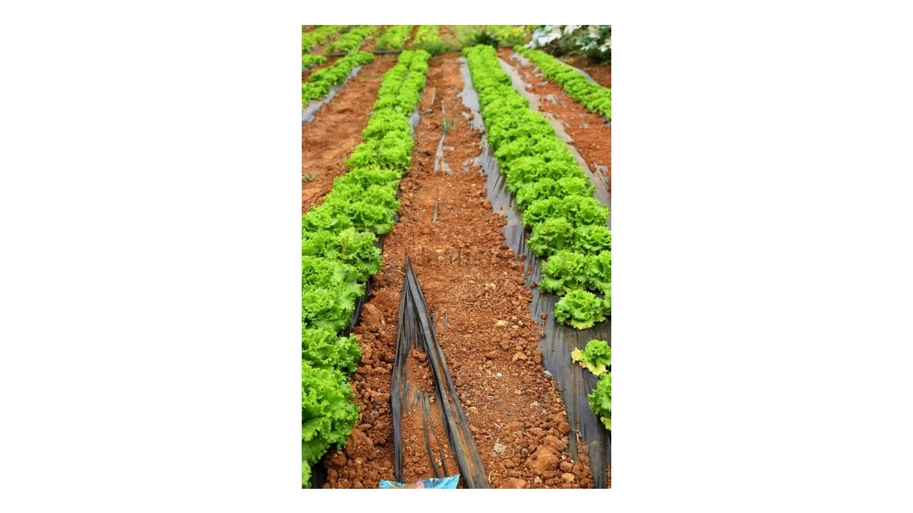 Quinta T4 para Venda em Guia Foto 7