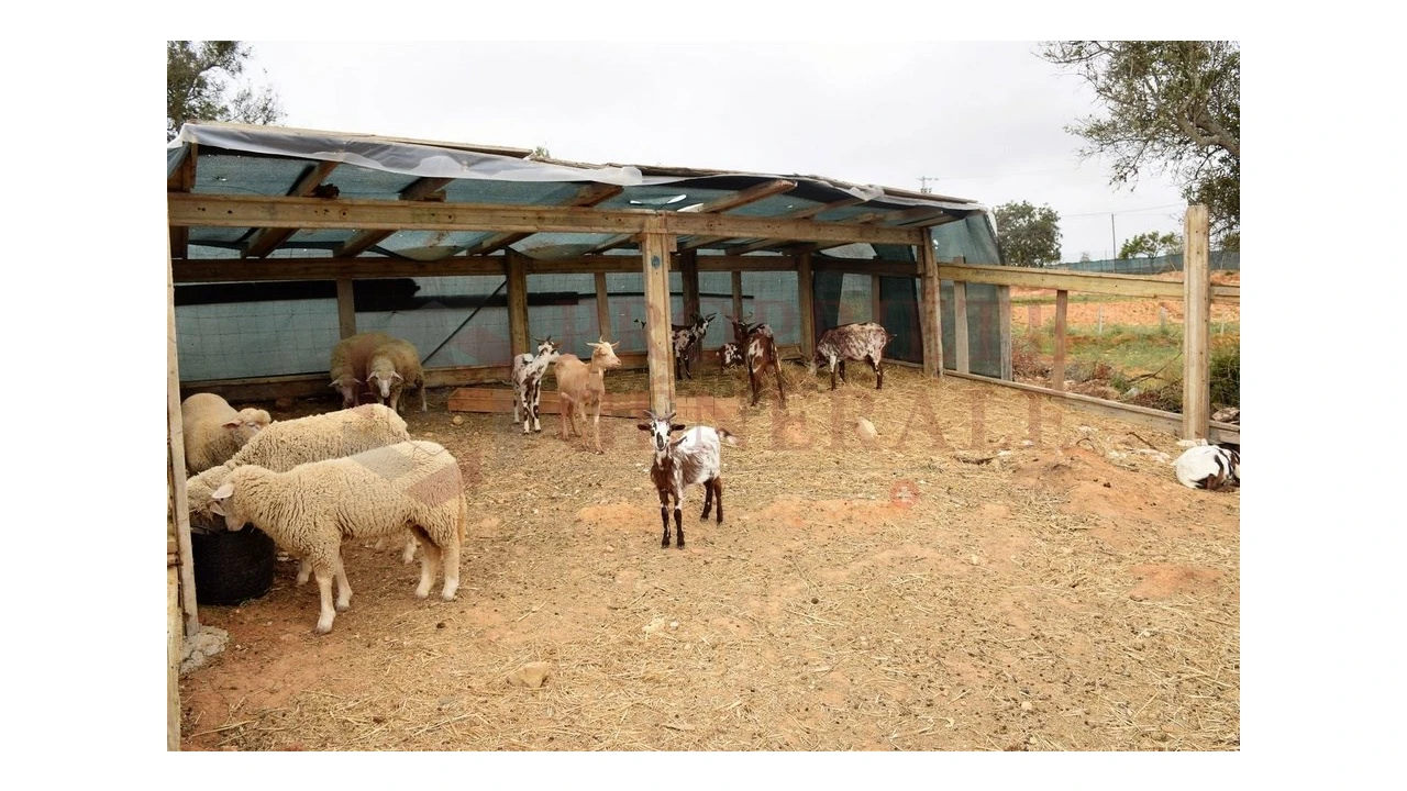 Quinta T4 para Venda em Guia Foto 2