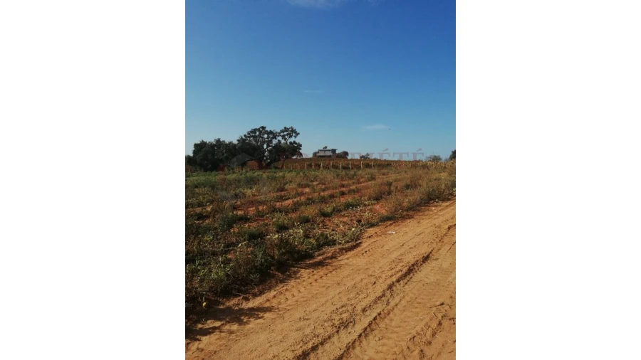 Quinta T4 para Venda em Guia Foto 11