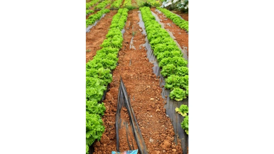 Quinta T4 para Venda em Guia Foto 7