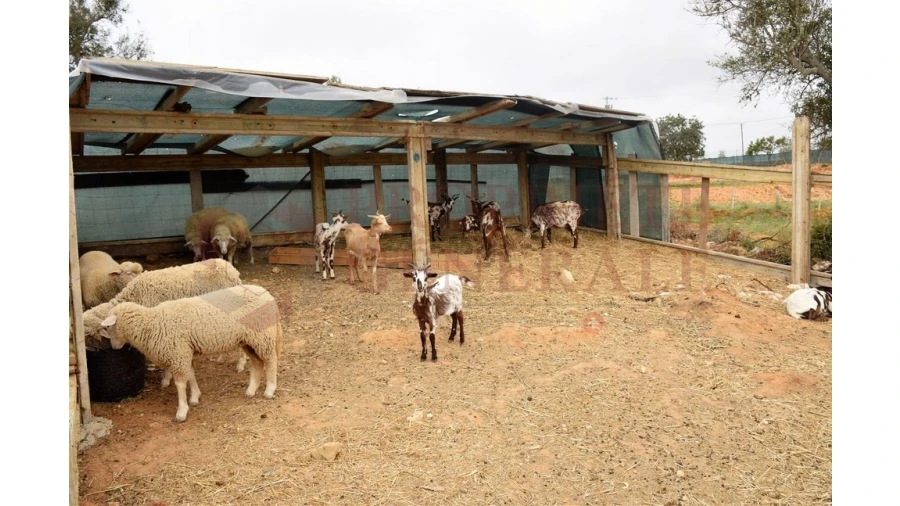 Quinta T4 para Venda em Guia Foto 2