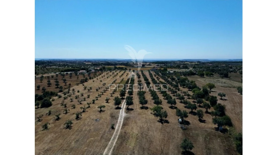 Quinta para Venda em Casével e Vaqueiros Foto 20