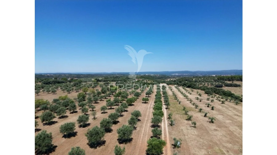 Quinta para Venda em Casével e Vaqueiros Foto 3