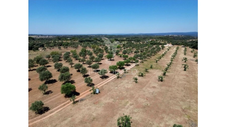 Quinta para Venda em Casével e Vaqueiros Foto 14