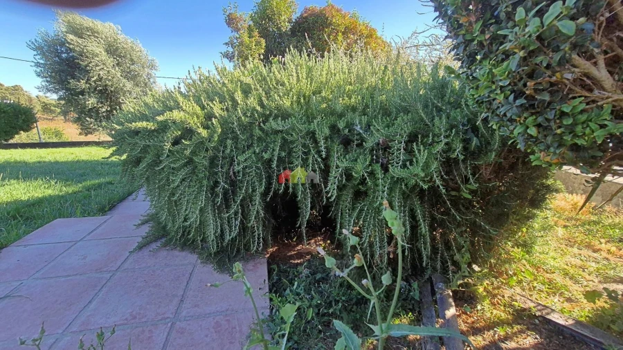 Moradia T5 para Venda em Gafanhoeira (São Pedro) e Sabugueiro Foto 51