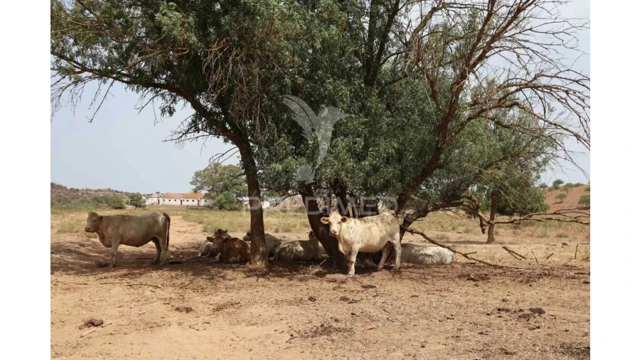 Quinta T9 para Venda em Castro Marim Foto 15