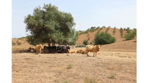 Terreno para Venda em Castro Marim