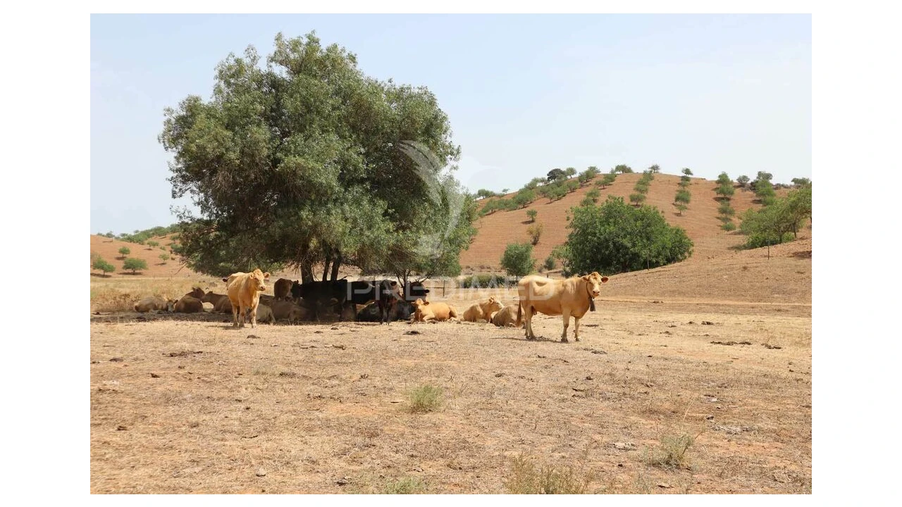 Terreno para Venda em Castro Marim Foto 18