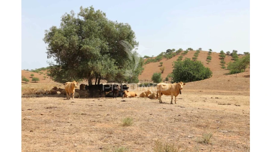 Terreno para Venda em Castro Marim Foto 18