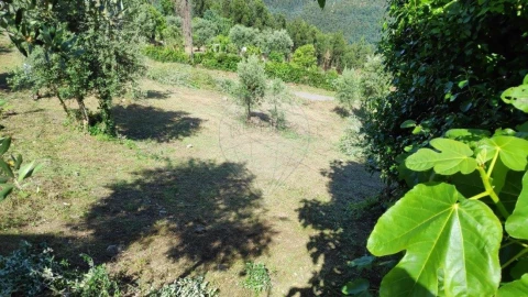 Terreno para Venda em Torres do Mondego