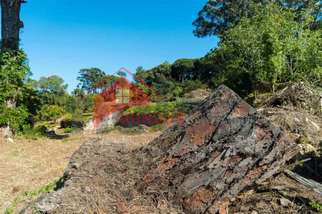 Quinta para Venda em Sesimbra (Castelo) Foto 13