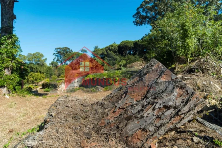 Quinta para Venda em Sesimbra (Castelo) Foto 13